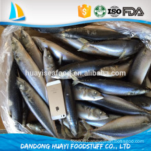 frozen iqf pacific mackerel